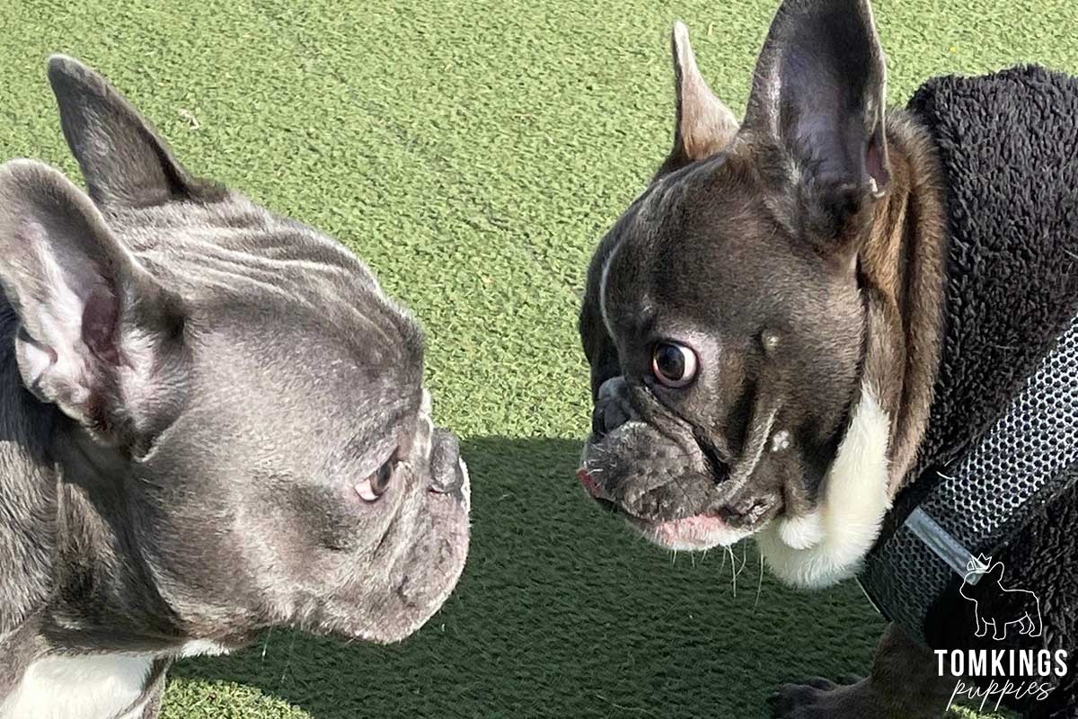 Building a strong Frenchie community – TomKings Frenchie Meetups - TomKings Blog