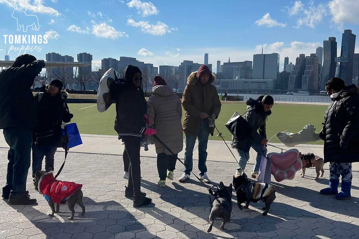 Building a strong Frenchie community – TomKings Frenchie Meetups - TomKings Blog