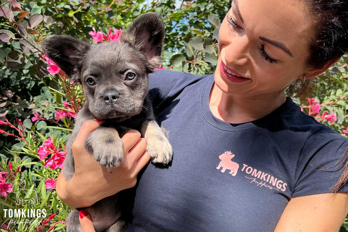 10 tips to build a strong bond with your Frenchie - TomKings Blog