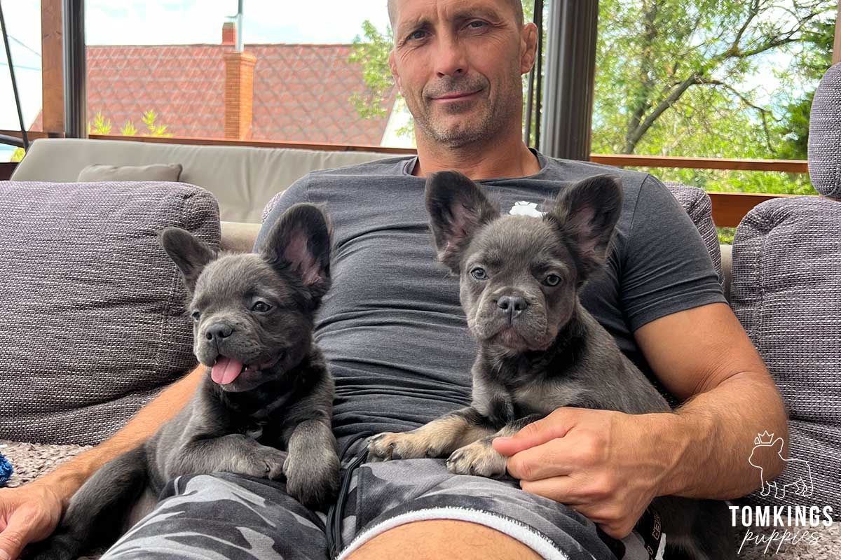Paulette, available Fluffy French Bulldog puppy at TomKings Puppies
