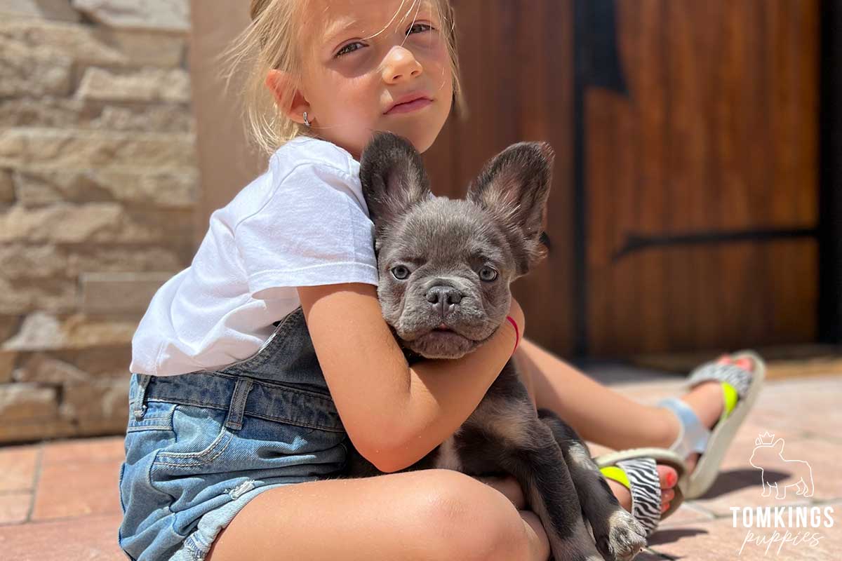Are French Bulldogs Good With Kids? - TomKings Puppies Blog