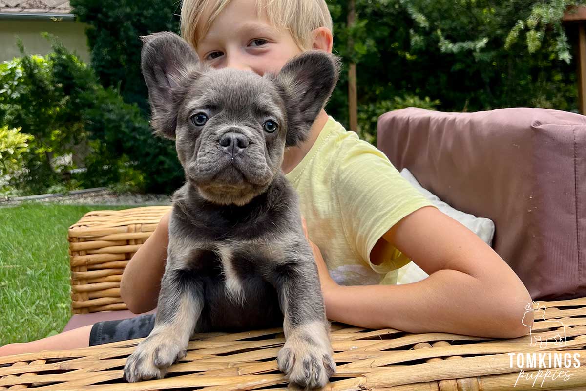 10 tips to build a strong bond with your Frenchie - TomKings Blog