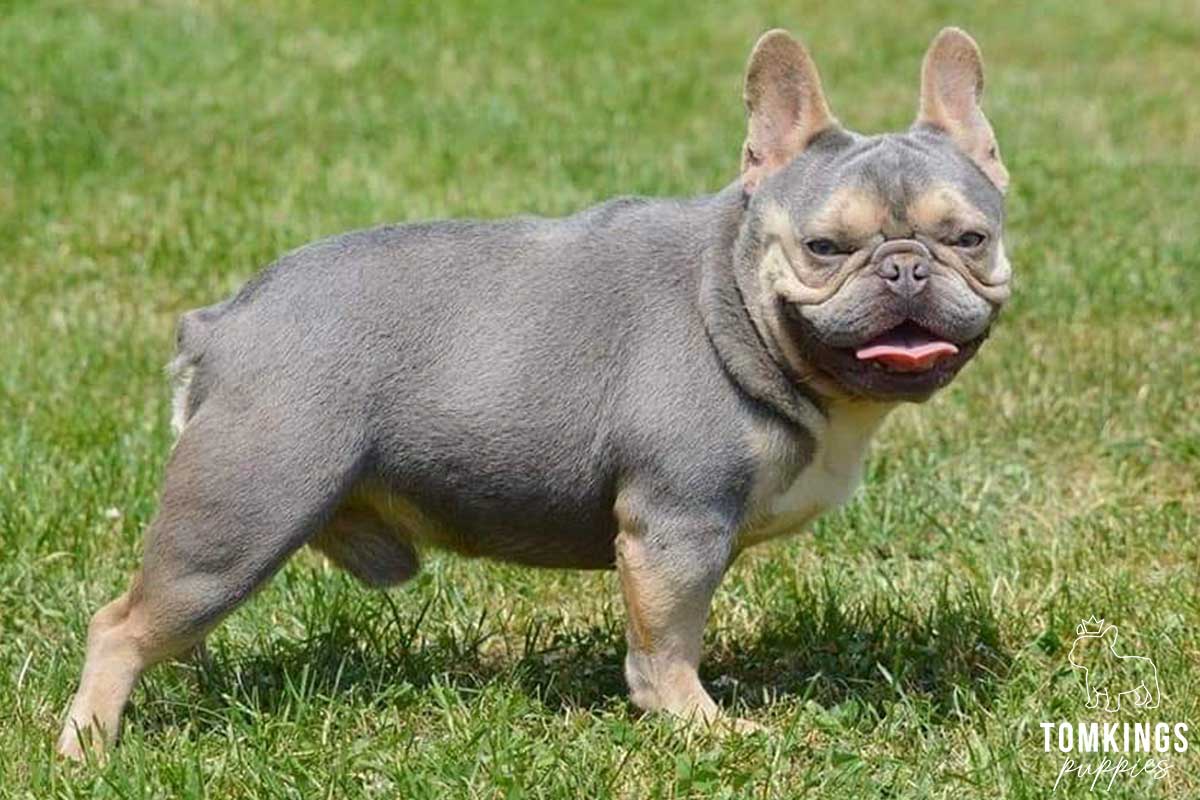 French Bulldog - TomKings Puppies