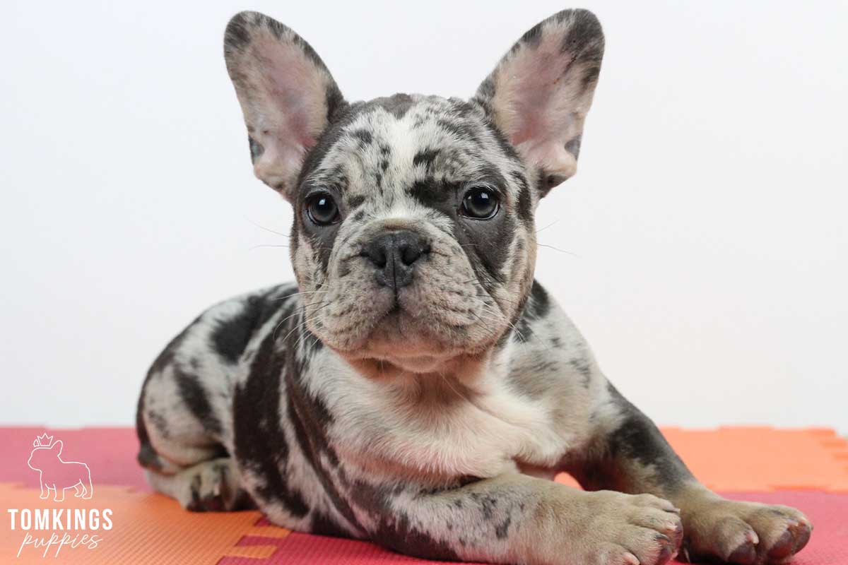 Harris, available French Bulldog puppy at TomKings Puppies