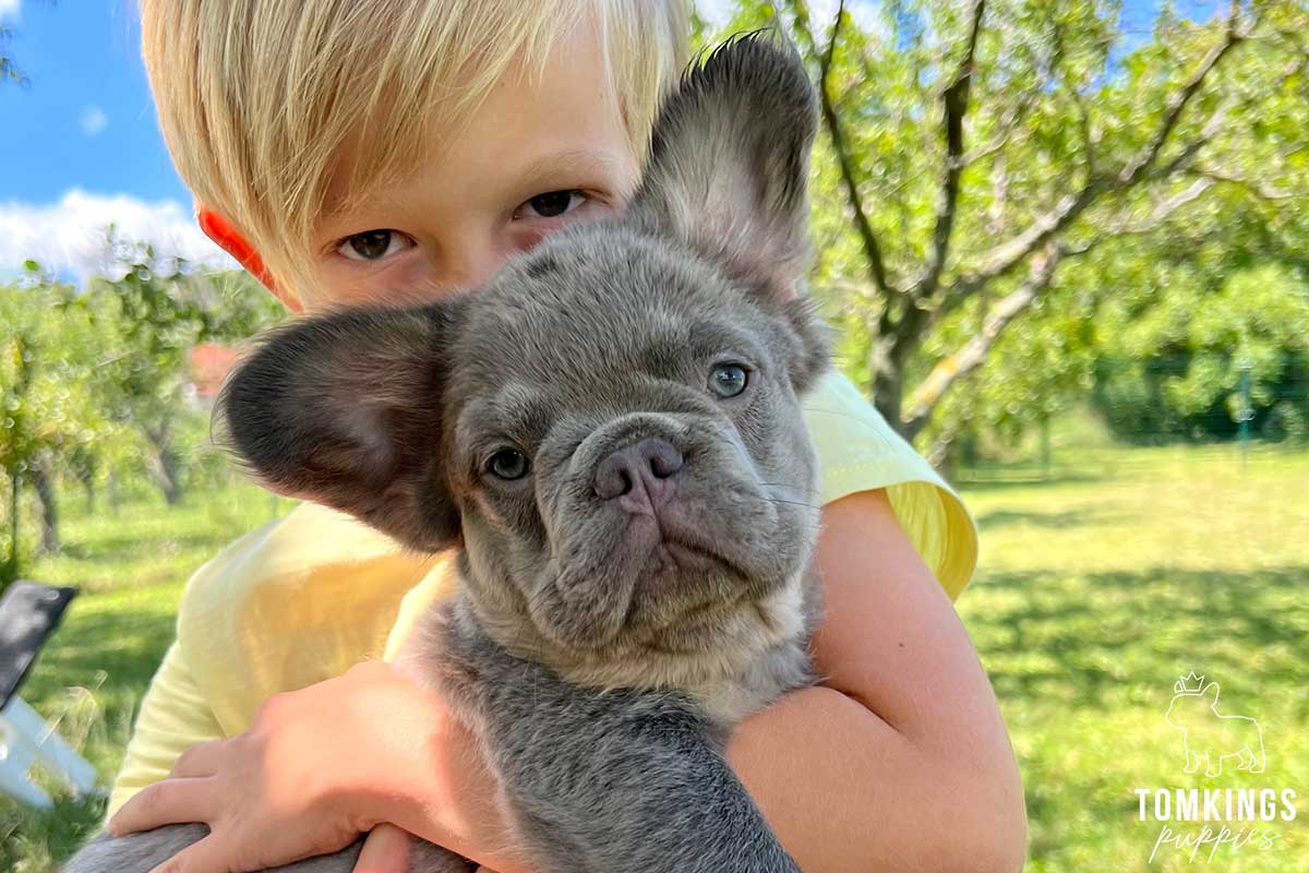 Is it safe to buy a Frenchie overseas? TomKings parents share their views - TomKings Blog