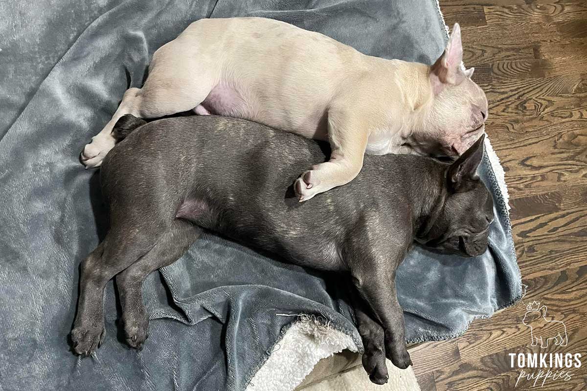 Is it safe to buy a Frenchie overseas? TomKings parents share their views - TomKings Blog