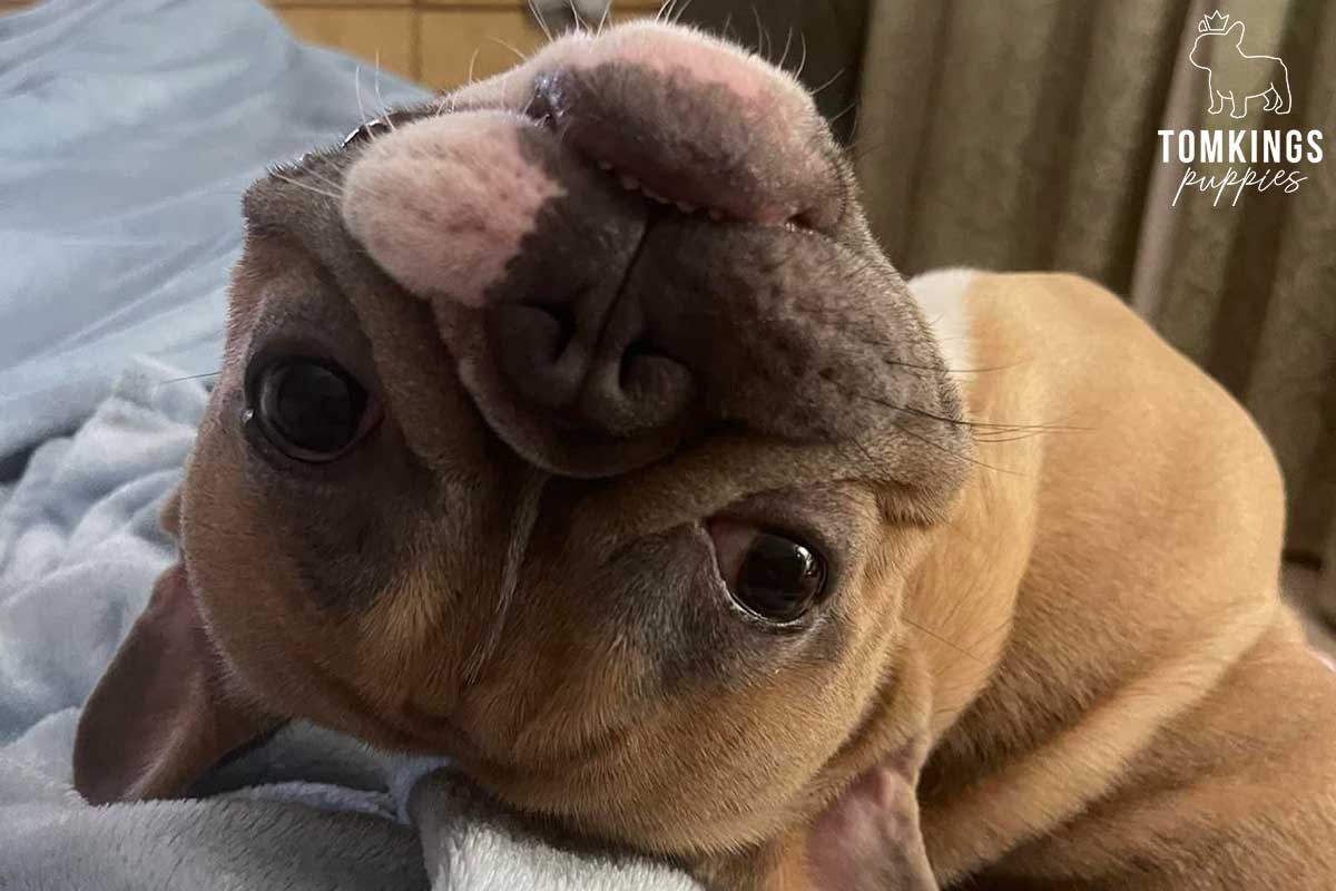 Is it safe to buy a Frenchie overseas? TomKings parents share their views - TomKings Blog