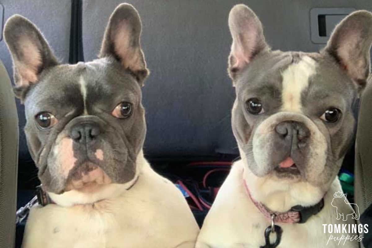 Is it safe to buy a Frenchie overseas? TomKings parents share their views - TomKings Blog