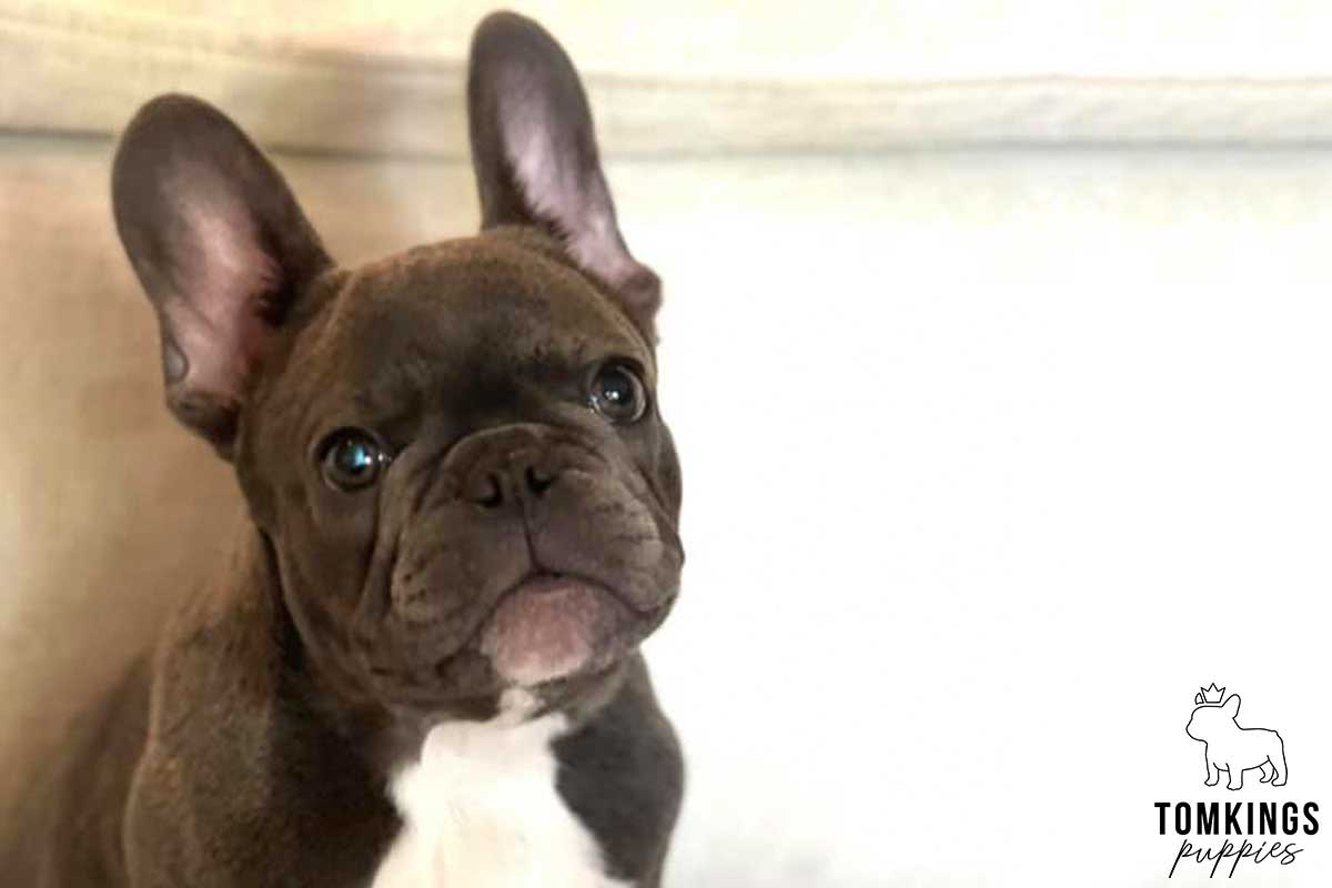 Is it safe to buy a Frenchie overseas? TomKings parents share their views - TomKings Blog