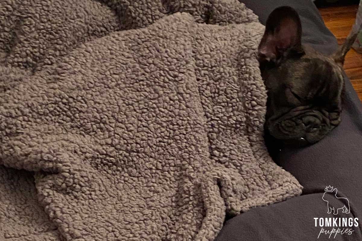 Is it safe to buy a Frenchie overseas? TomKings parents share their views - TomKings Blog