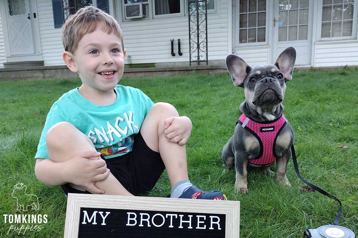 Is it safe to buy a Frenchie overseas? TomKings parents share their views - TomKings Blog