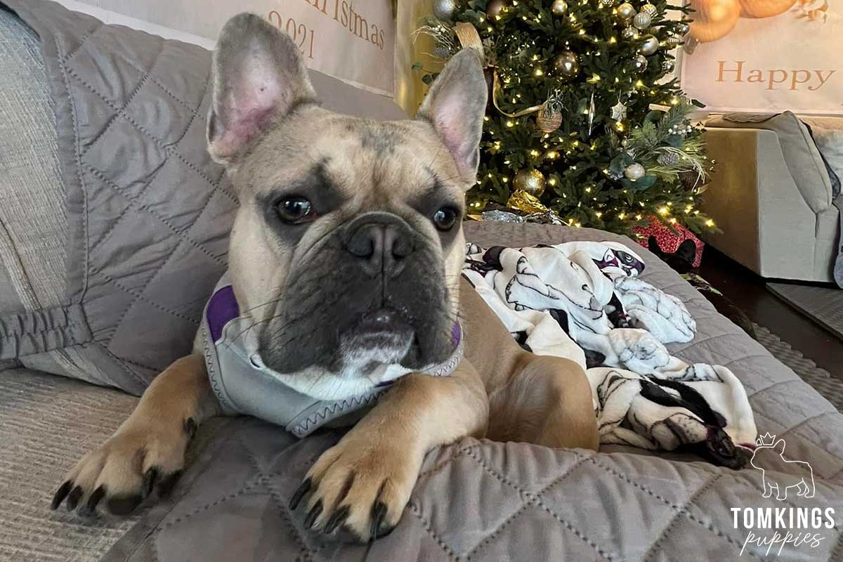 Is it safe to buy a Frenchie overseas? TomKings parents share their views - TomKings Blog
