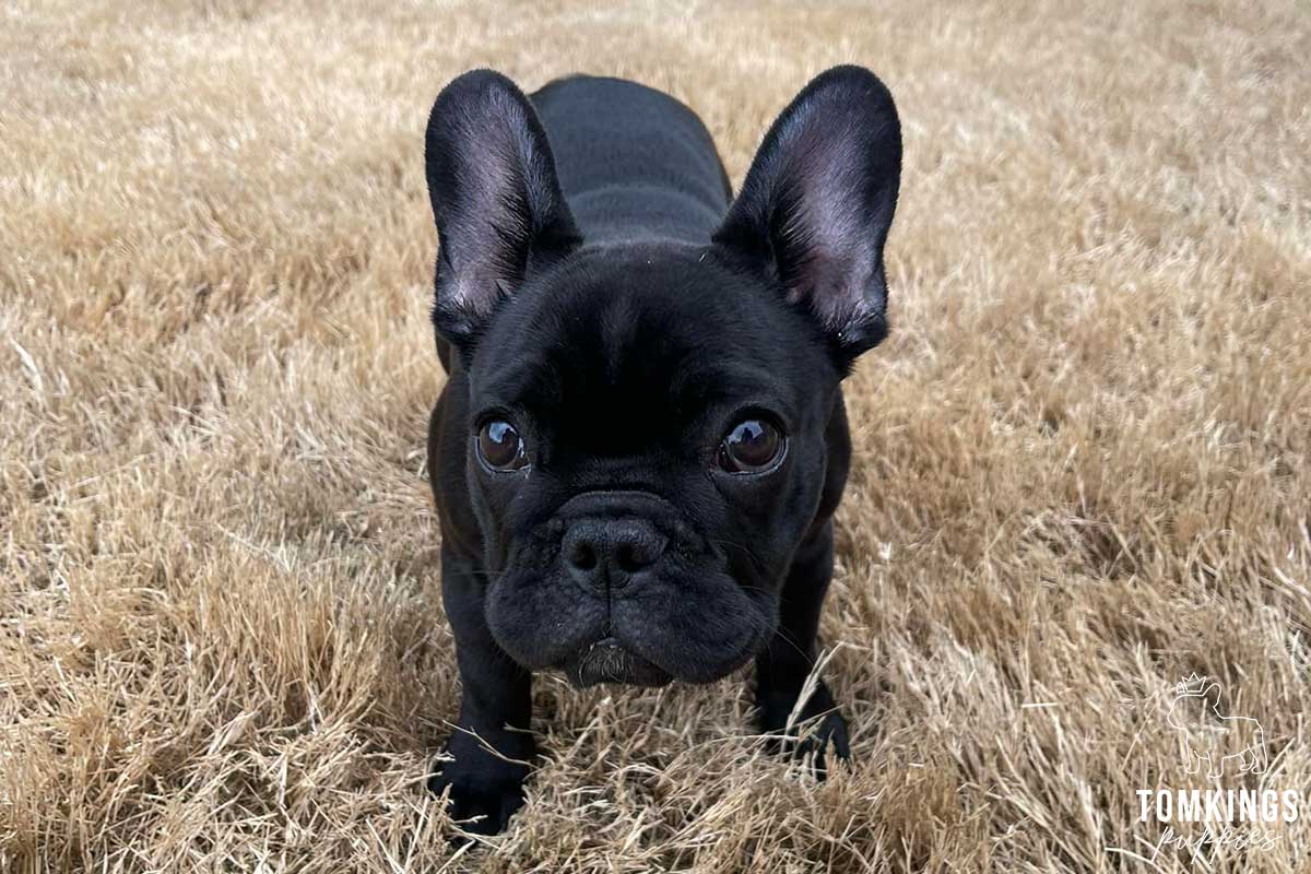 Is it safe to buy a Frenchie overseas? TomKings parents share their views - TomKings Blog