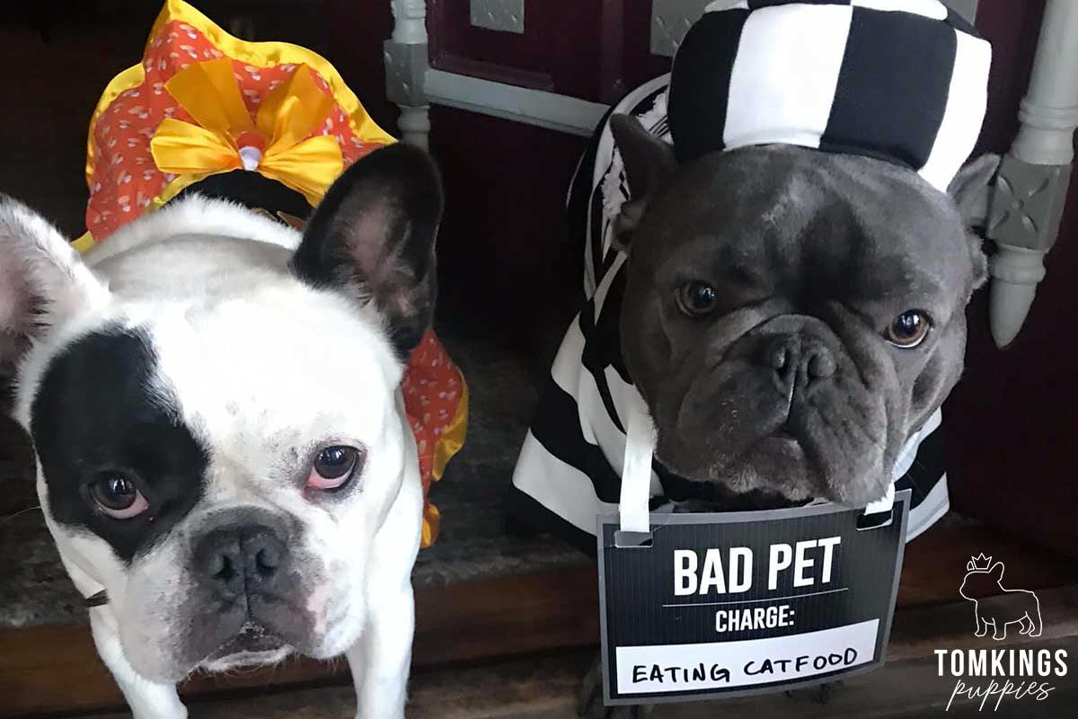 Is it safe to buy a Frenchie overseas? TomKings parents share their views - TomKings Blog