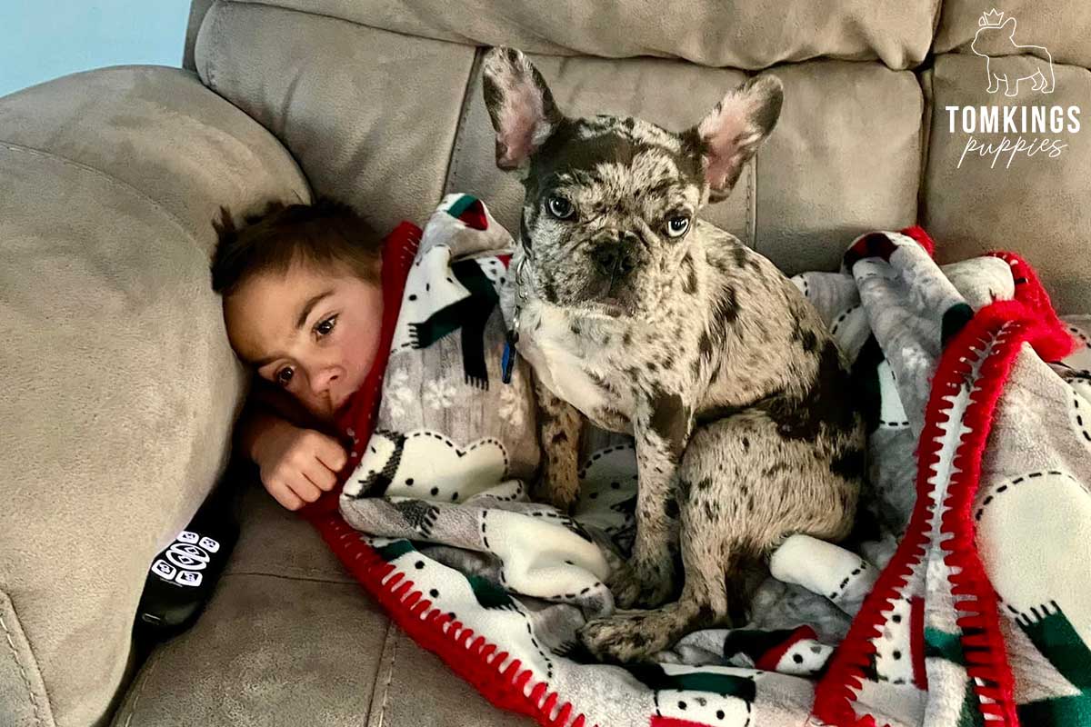 Is it safe to buy a Frenchie overseas? TomKings parents share their views - TomKings Blog