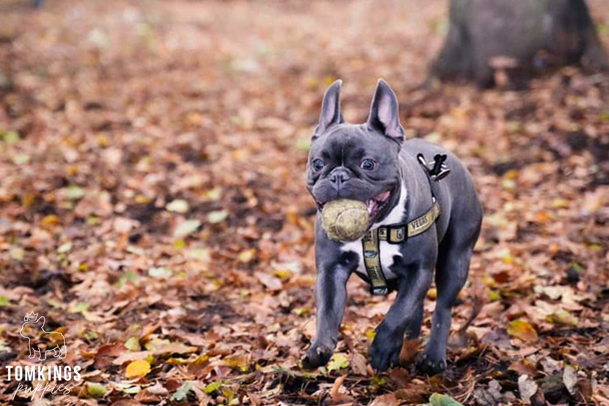 Is it safe to buy a Frenchie overseas? TomKings parents share their views - TomKings Blog
