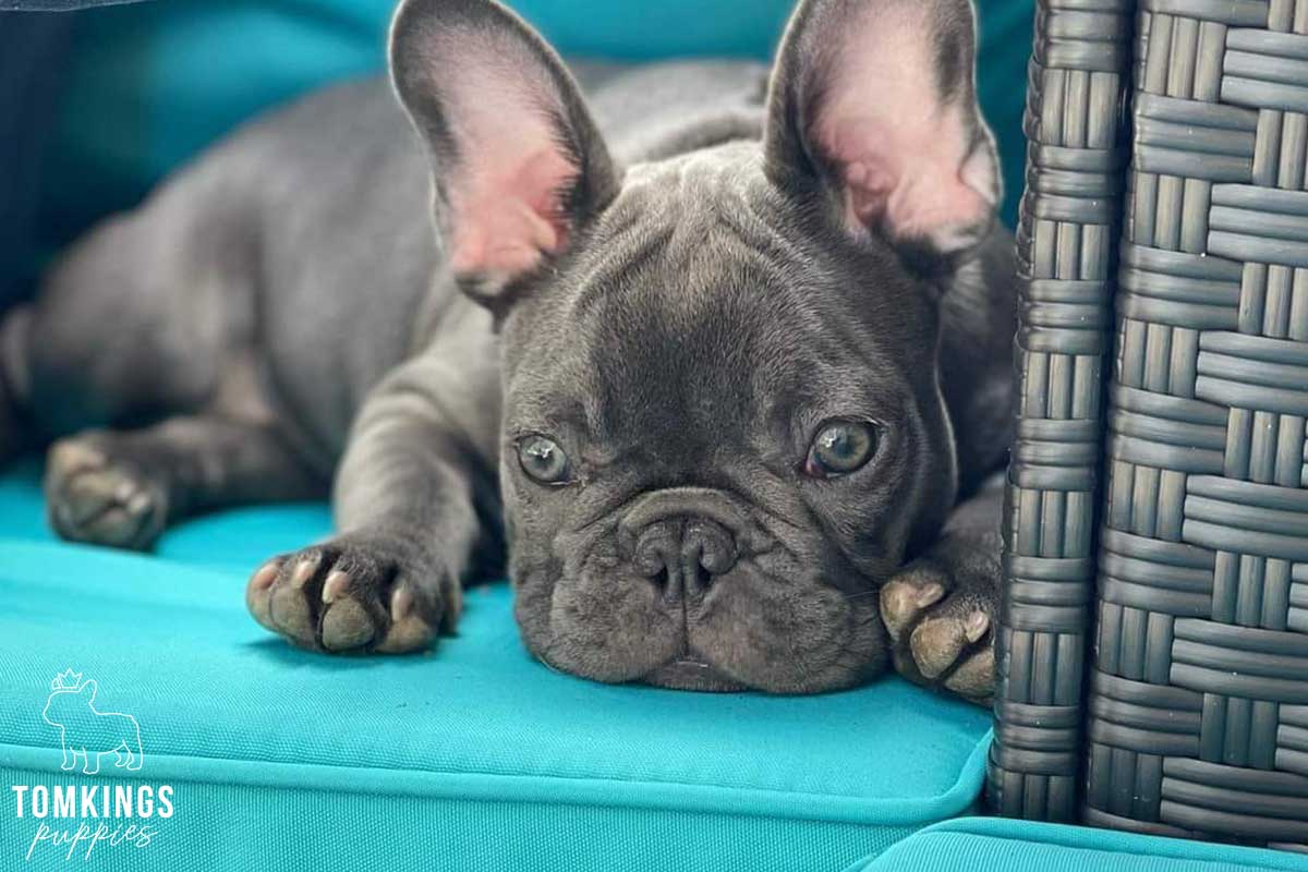 Is it safe to buy a Frenchie overseas? TomKings parents share their views - TomKings Blog