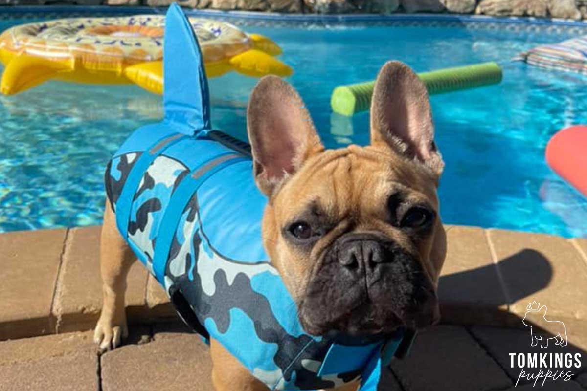 The 7 Best Dog Life Jackets for Swimming - TomKings Blog