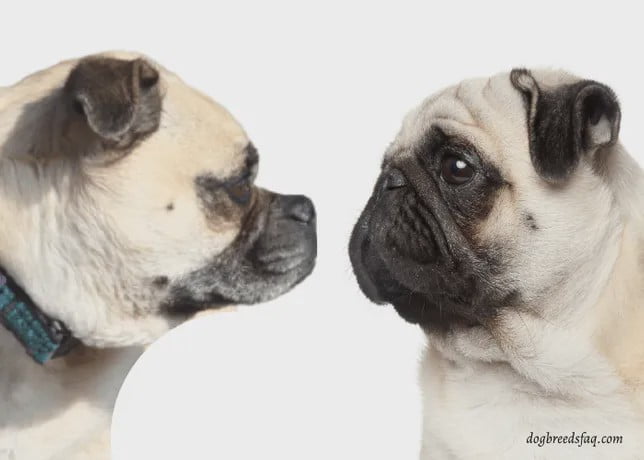 retro pug vs. pug