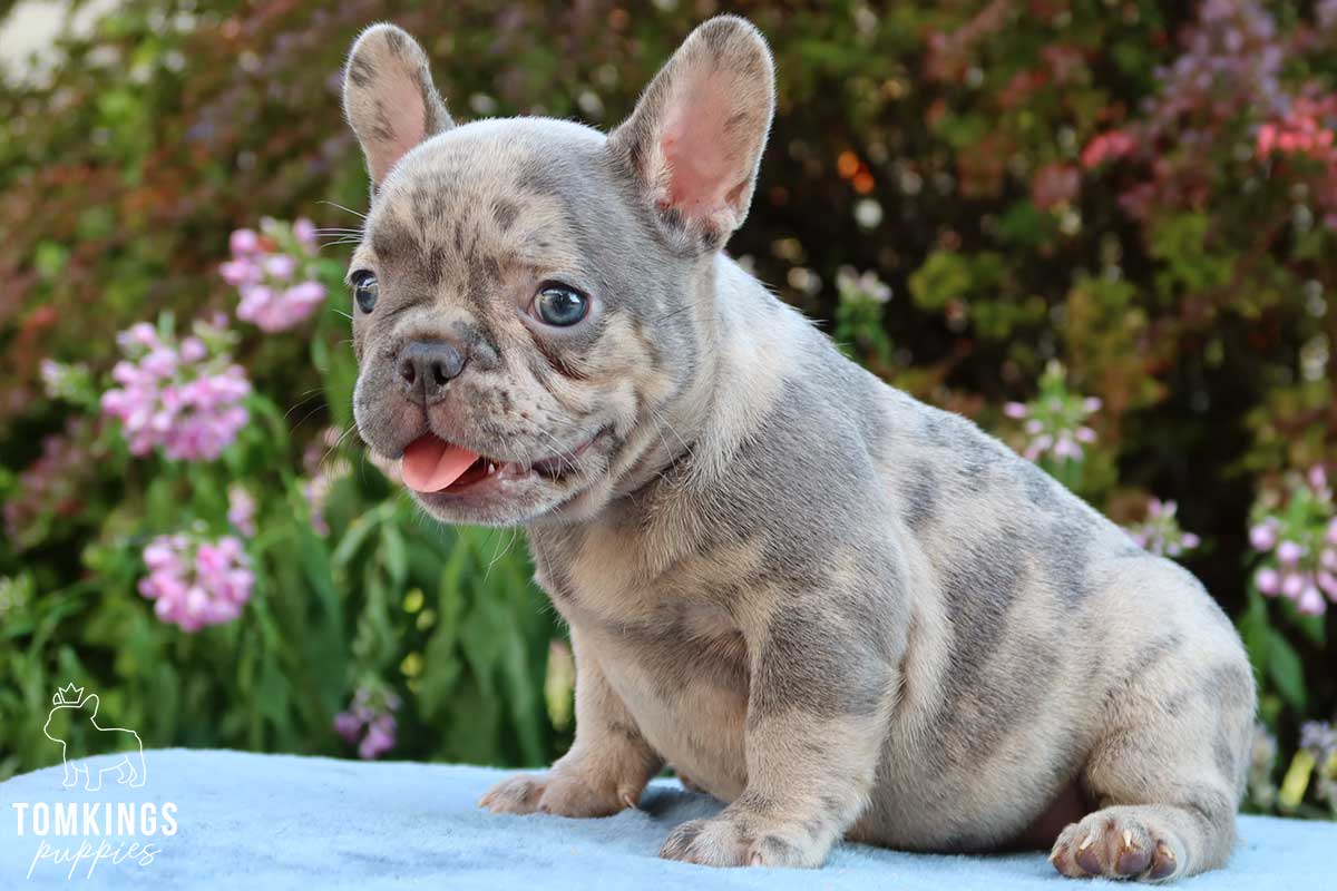 Arlene, available French Bulldog puppy at TomKings Puppies