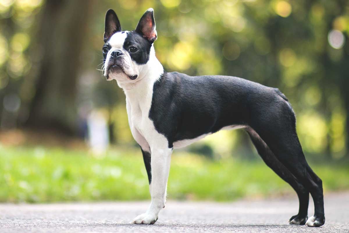 Boston Terrier vs. French Bulldog: Which one is the Best? - TomKings Blog
