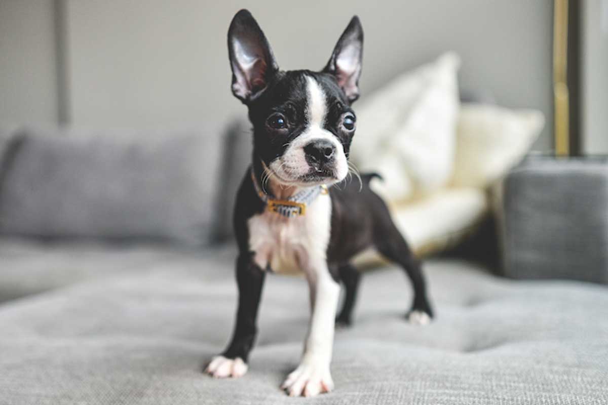 Boston Terrier vs. French Bulldog: Which one is the Best? - TomKings Blog