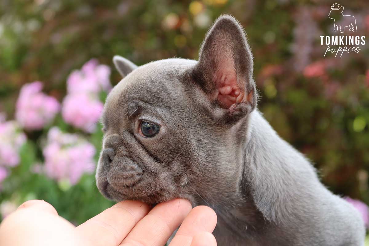 Denise, available French Bulldog puppy at TomKings Puppies
