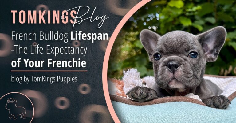 French Bulldog Lifespan -The Life Expectancy of Your Frenchie - TomKings Blog