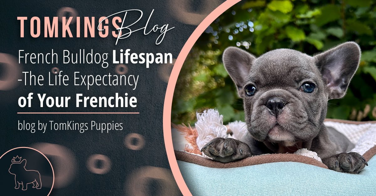 French Bulldog Lifespan -The Life Expectancy of Your Frenchie - TomKings Blog