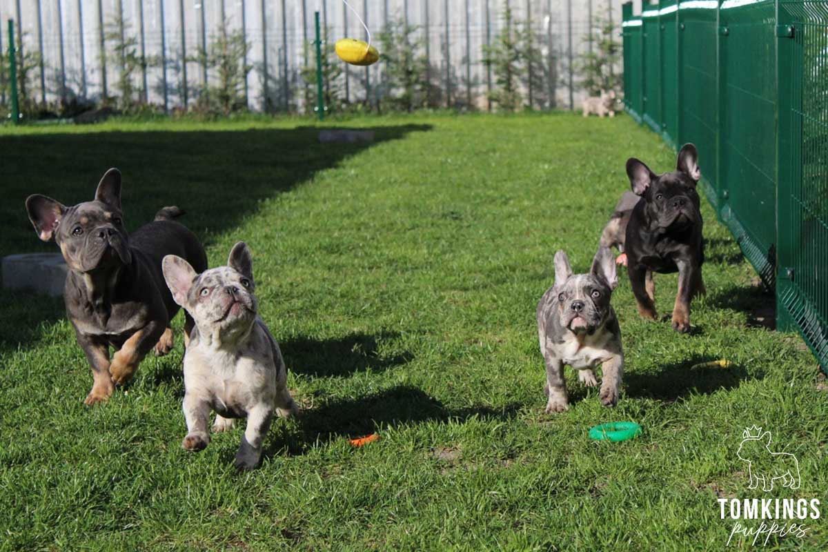 How much space does a Frenchie need? [and a sneak peek at the TomKings farm] - TomKings Blog