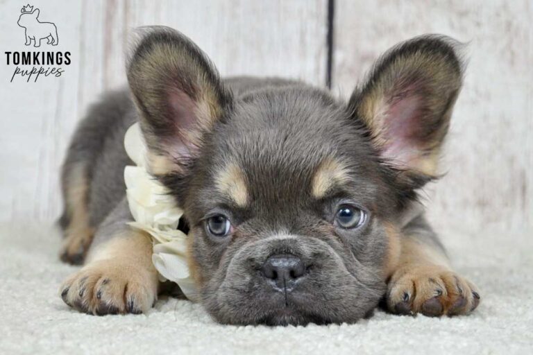 Leya, available Fluffy French Bulldog puppy at TomKings Puppies