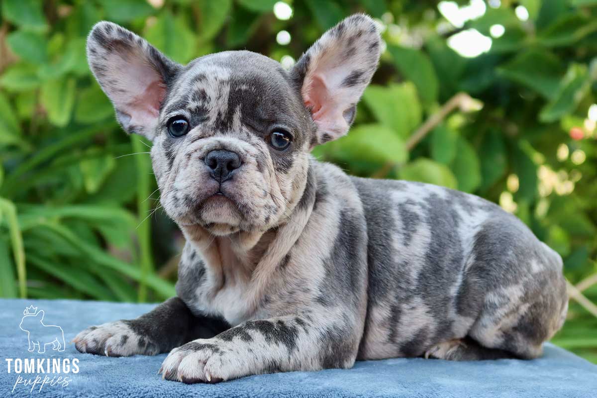 Maryna, available blue merle French Bulldog puppy at TomKings Puppies