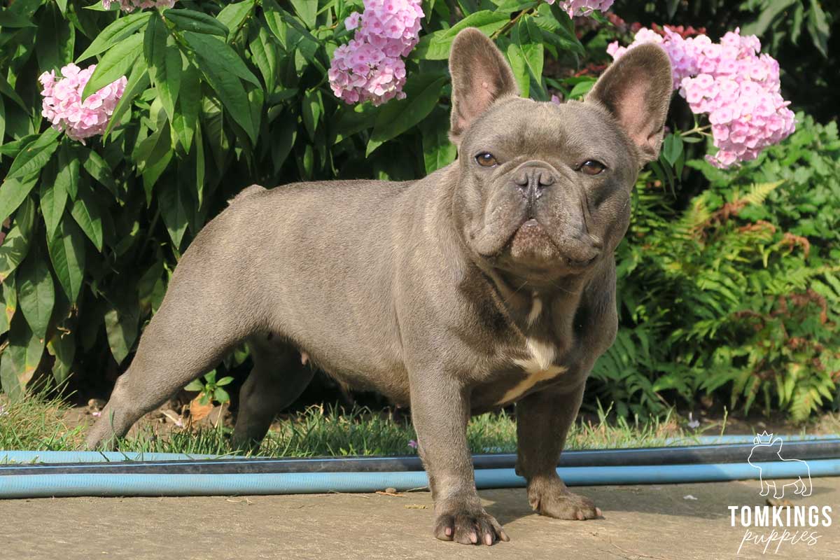 French Bulldog - TomKings Puppies