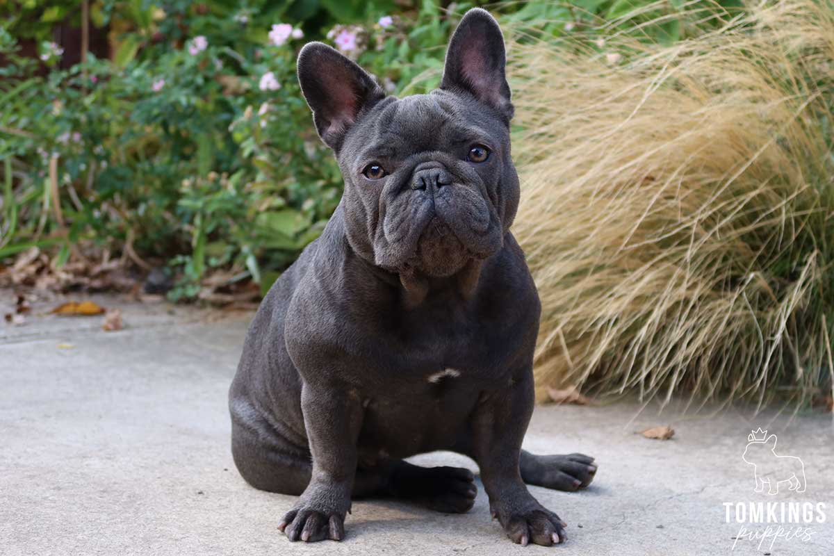 French Bulldog - TomKings Puppies