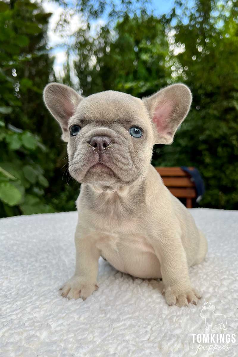 Selena, available lilac fawn French Bulldog puppy at TomKings Puppies