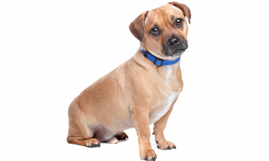 retro pug