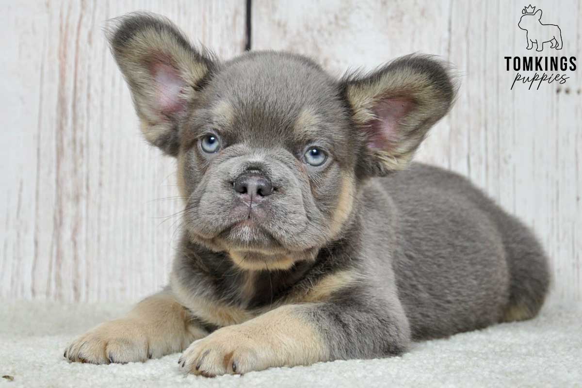 Tobias, available Fluffy French Bulldog puppy at TomKings Puppies