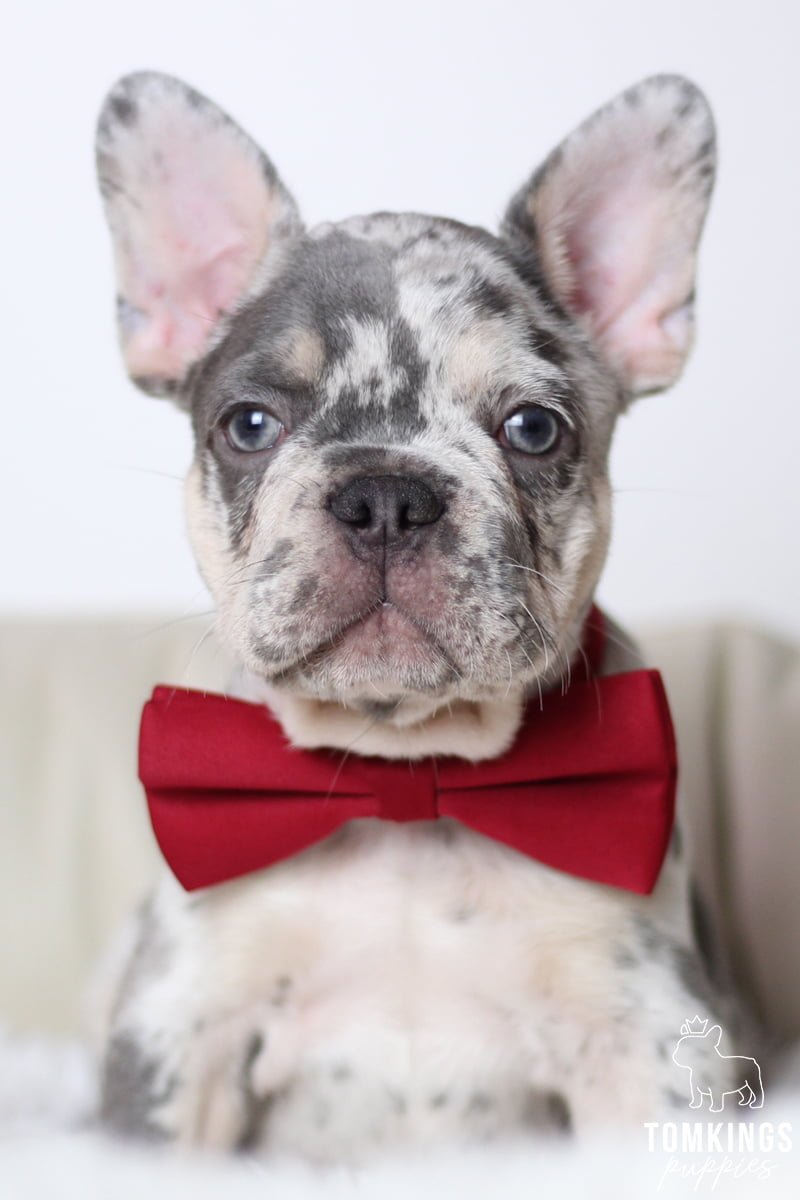 Aladin, available French Bulldog puppy at TomKings Puppies