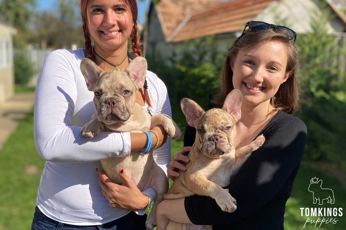Carlitos, available French Bulldog puppy at TomKings Puppies