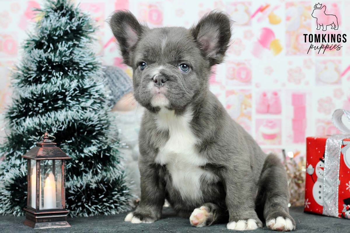 Fluffy French bulldog, Frenchie at TomKings Puppies