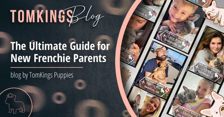 The Ultimate Guide for New Frenchie Parents - TomKings Blog