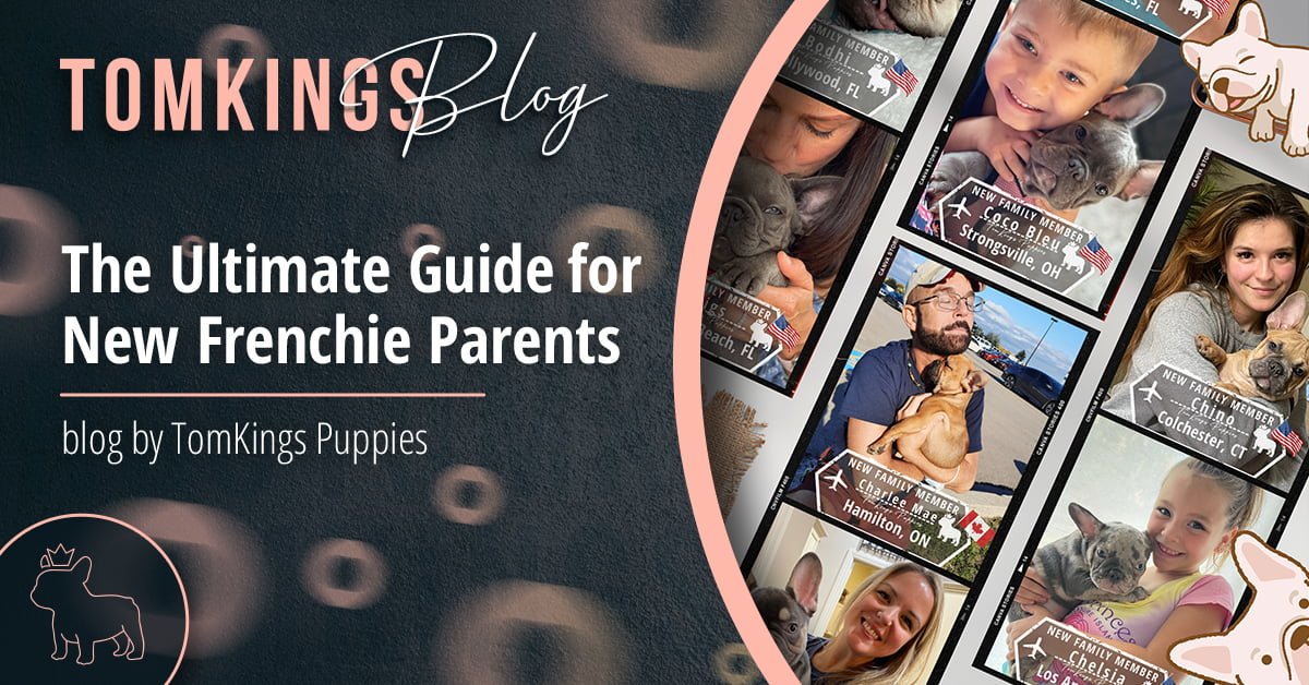 The Ultimate Guide for New Frenchie Parents - TomKings Blog