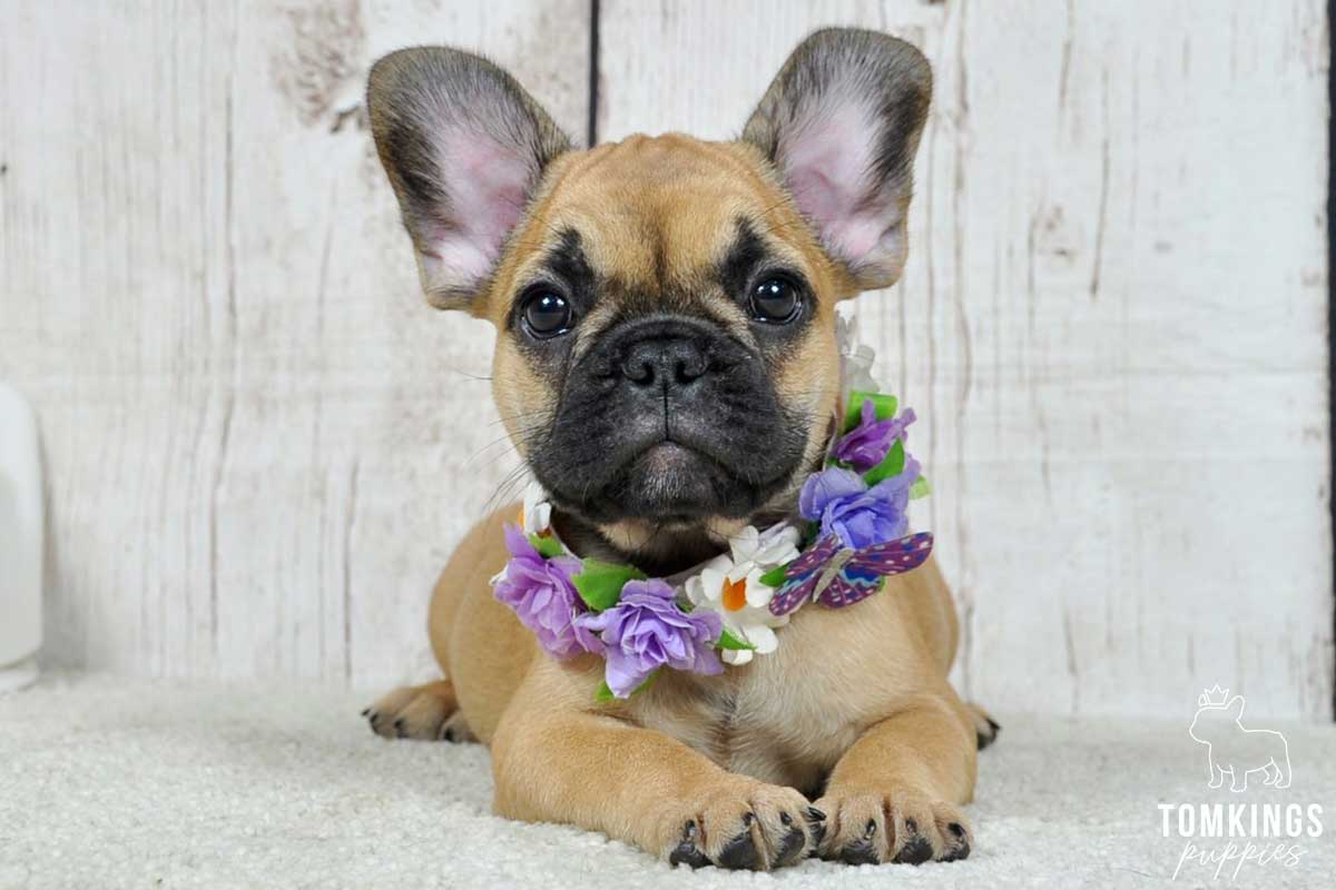 Darja, available French Bulldog puppy at TomKings Puppies