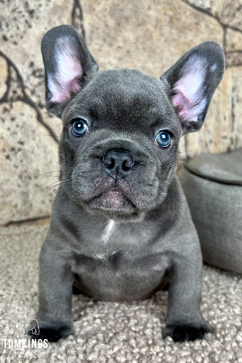 Kitson, available French Bulldog puppy at TomKings Puppies