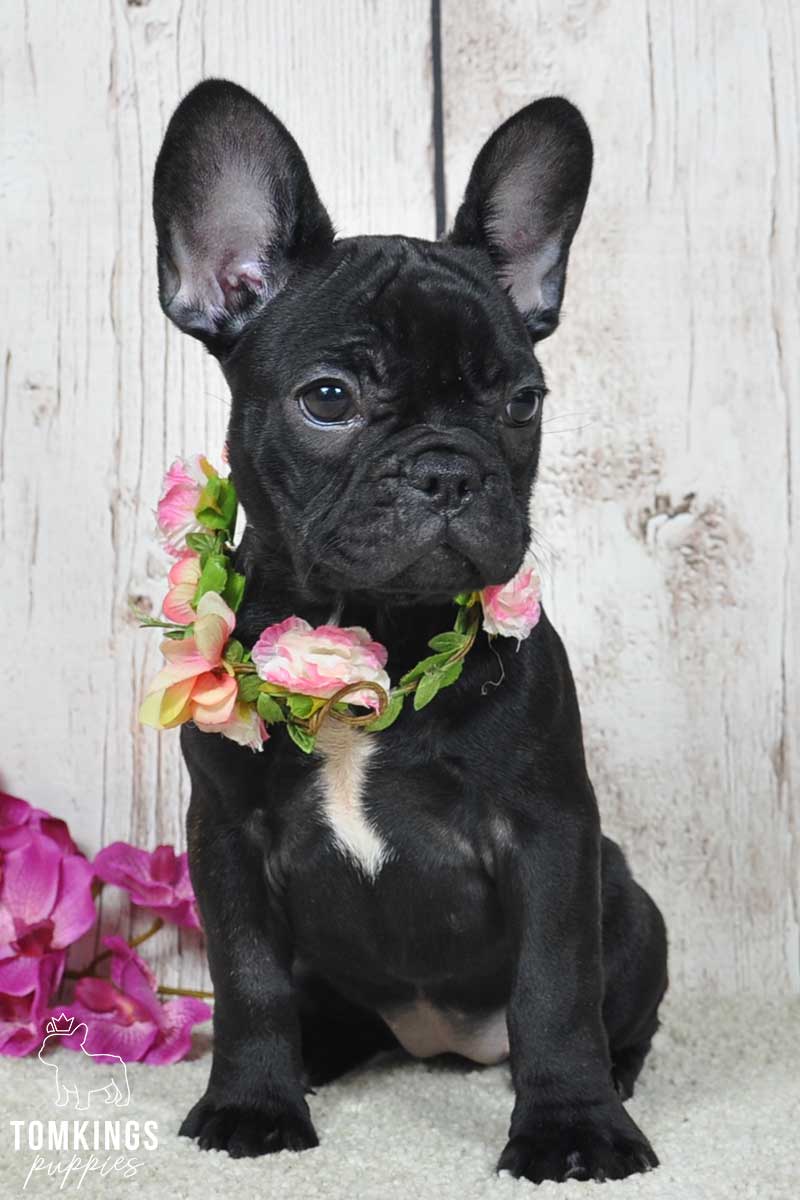 Mimka, available French Bulldog puppy at TomKings Puppies