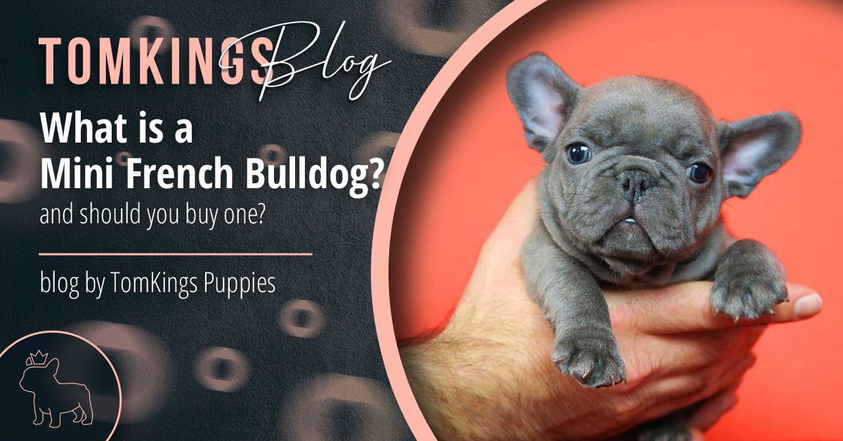 What is a Mini French Bulldog and should you buy one? - TomKings Blog
