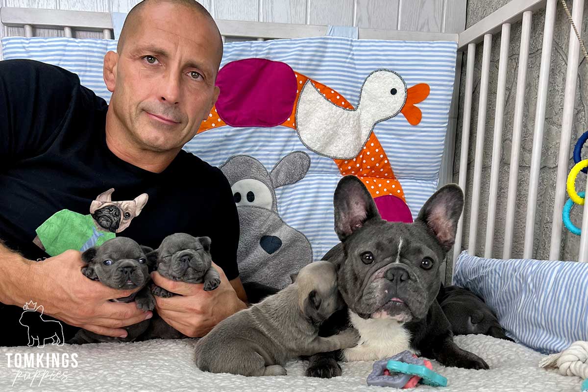 French Bulldog - TomKings Puppies