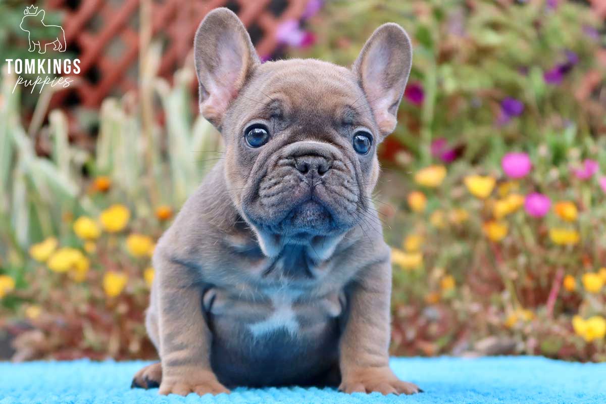 Valer, available French Bulldog puppy at TomKings Puppies
