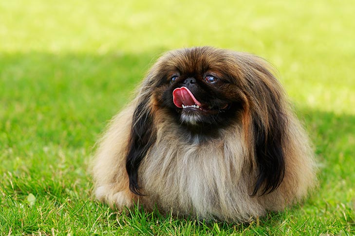 Teacup Dogs: 13 Breeds and the Truth You Need to Know - TomKings Blog
