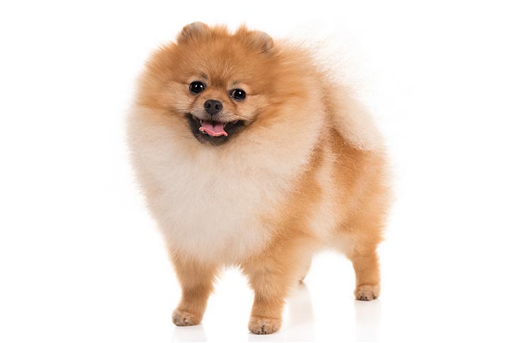 Pomeranian. TomKings Blog